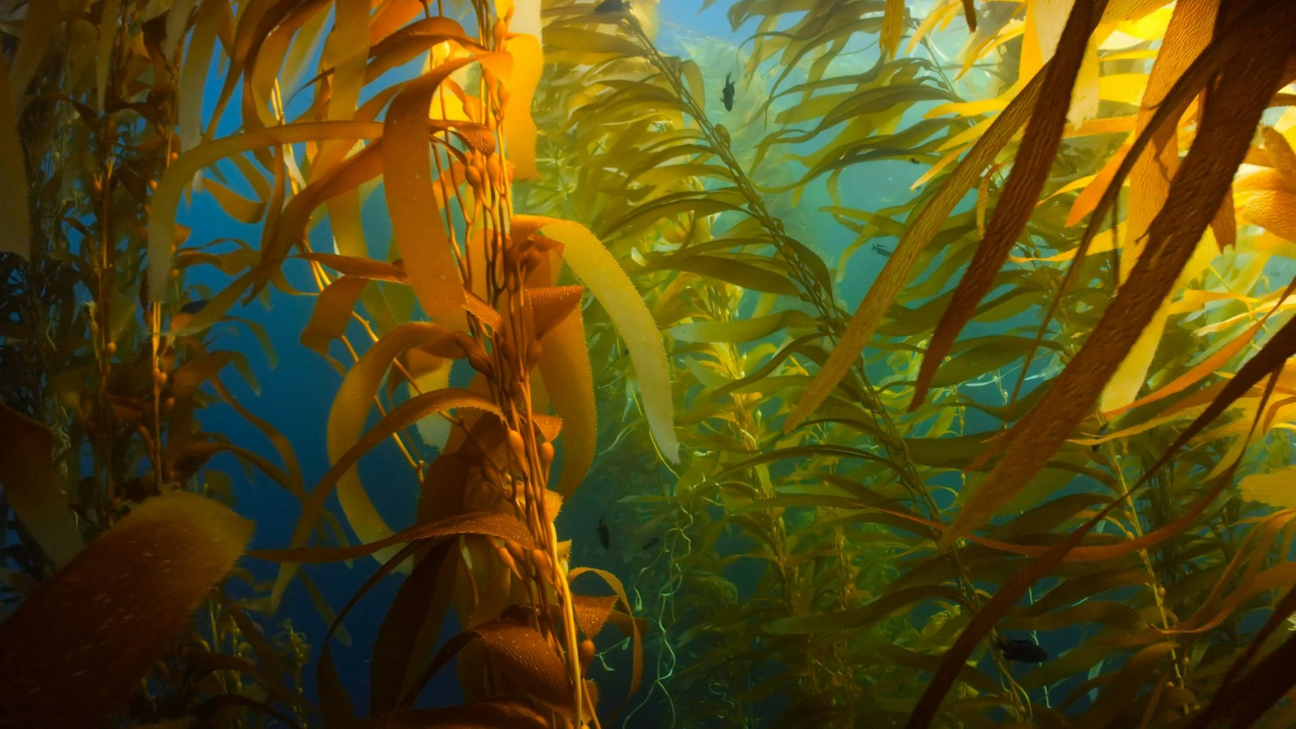 Sunlight falling through a forest of kelp under water, with small fish among the fronds
