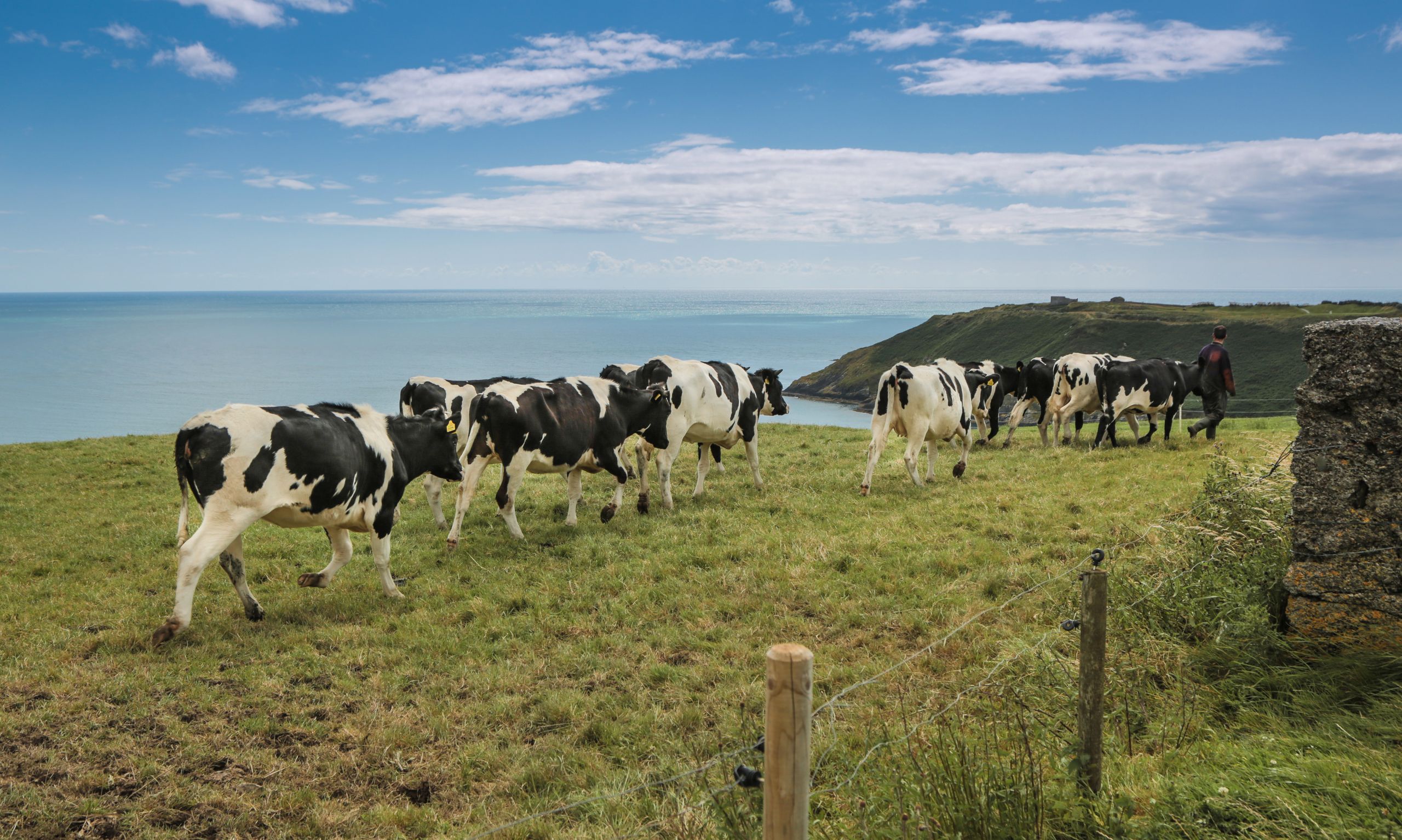 A herd of black and white cows walking across a clifftop field above the sea, with a farmer behind them